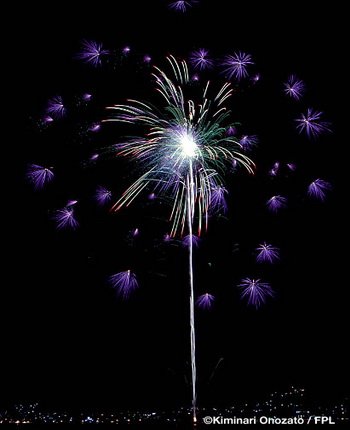 Floral Shell of Shells a Hydrangea
